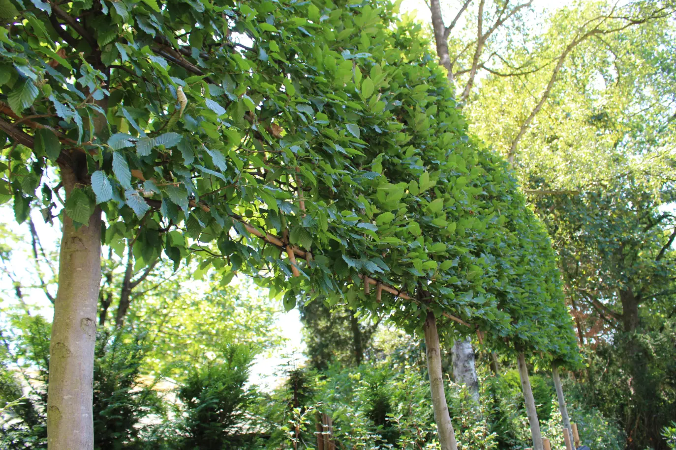 Carpinus in achtertuin van een landschappelijke tuin in Nijmegen. Tuinontwerp en tuinaanleg door Uw Tuin Hoveniers