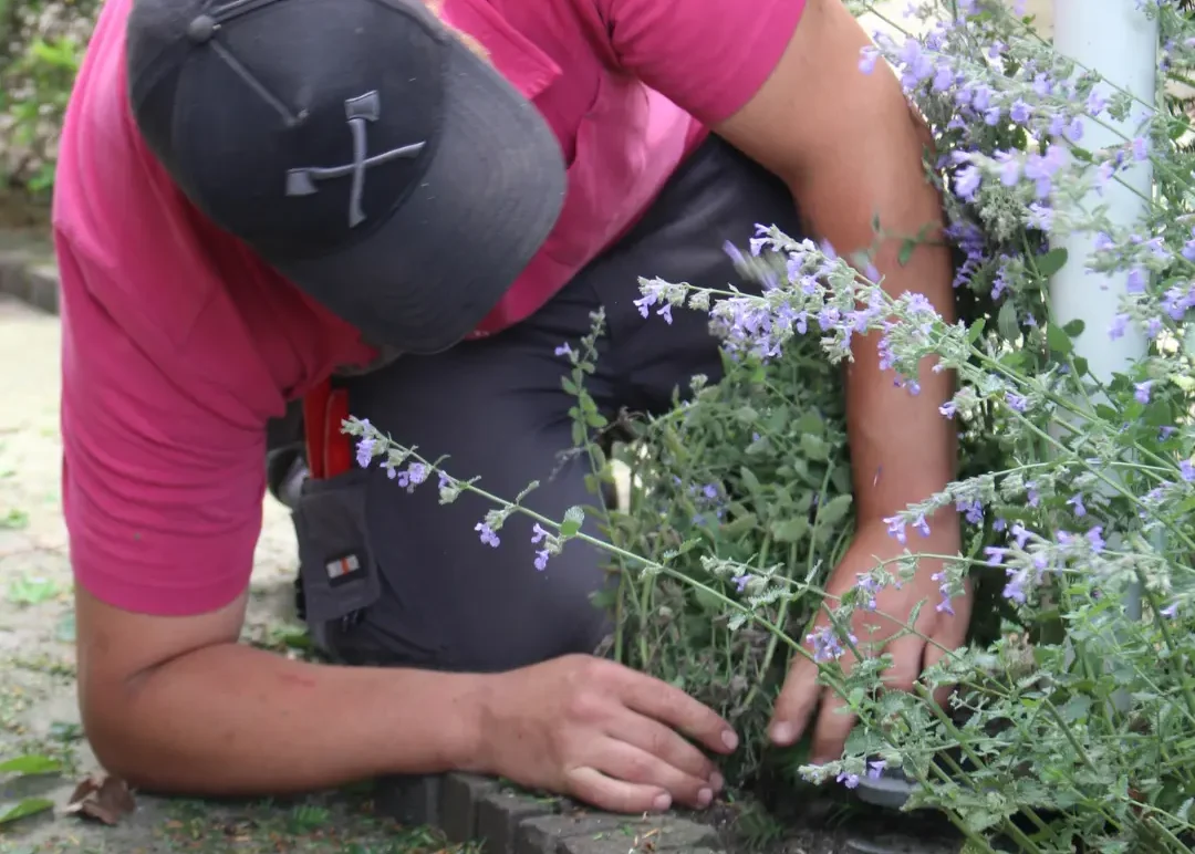 Het weghalen van onkruid door een hovenier van Uw Tuin Hoveniers