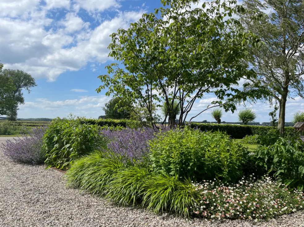 Moderne beplanting met siergrassen en meerstammige boom in de voortuin van landschappelijke tuin in Altforst. Tuinontwerp en tuinaanleg door Uw Tuin Hoveniers uit Malden